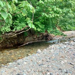 渓流釣りでクマと遭遇 ～九頭竜川水系～